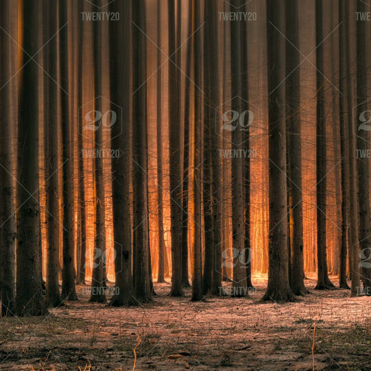 sunset-in-the-forest-trees_t20_zLa8bx.comp_sm